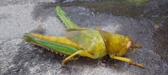 Happarana pallida