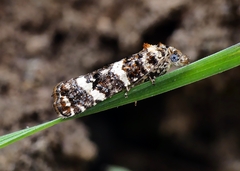 Scolioplecta comptana