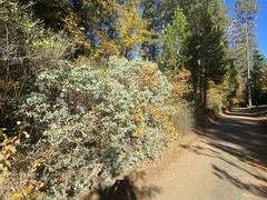 Arctostaphylos mewukka