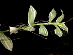 Tradescantia fluminensis