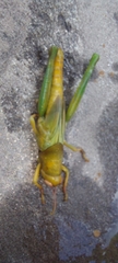 Happarana pallida
