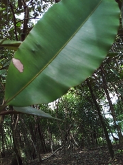 Calophyllum brasiliense