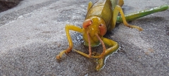 Happarana pallida