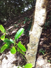 Calophyllum brasiliense