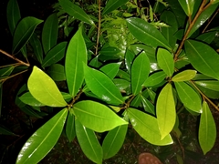 Erythroxylum