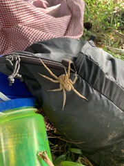 Cupiennius coccineus