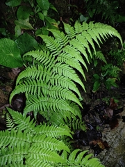 Macrothelypteris
