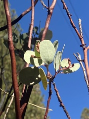 Arctostaphylos viscida viscida