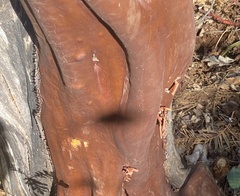 Arctostaphylos viscida viscida