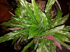 Goeppertia rufibarba