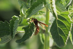 Polistes cavapyta