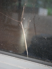 Austrosipyloidea carterus