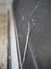 Austrosipyloidea carterus