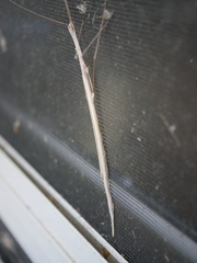 Austrosipyloidea carterus