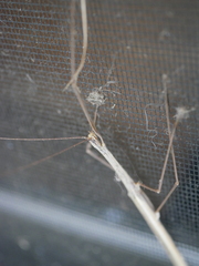 Austrosipyloidea carterus
