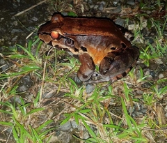 Leptodactylus savagei