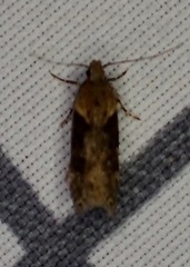 Chionodes mediofuscella