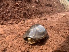 Kinosternon leucostomum