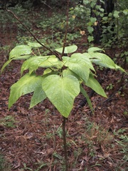 Populus heterophylla
