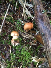 Cortinarius armillatus