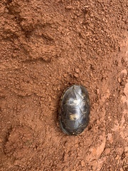 Kinosternon leucostomum