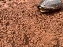 Kinosternon leucostomum