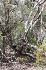 Eucalyptus oleosa