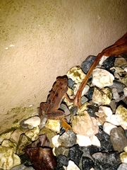 Rhinella ornata