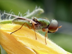 Odontomyia decipiens