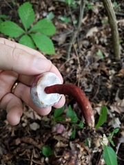 Gyroporus purpurinus