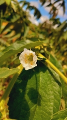Muntingia calabura image