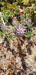 Lupinus microcarpus