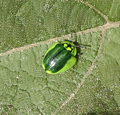 Physonota calcarata