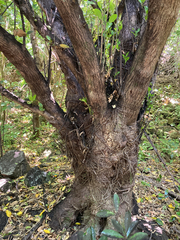 Griselinia littoralis