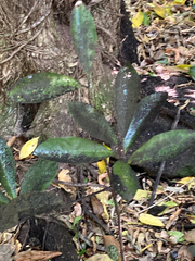 Griselinia littoralis