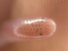 Typhlops lumbricalis