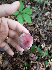 Gyroporus purpurinus