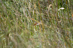 Danaus petilia