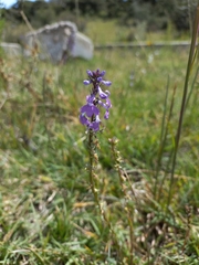 Lobelia fenestralis