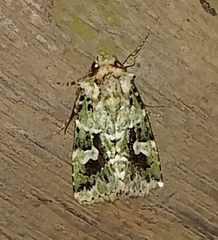 Lacinipolia