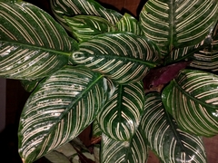 Goeppertia sanderiana