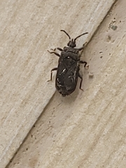 Brachyrhynchus membranaceus