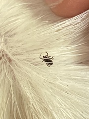 Ixodidae