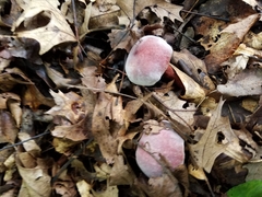 Gyroporus purpurinus