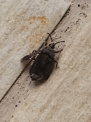 Brachyrhynchus membranaceus