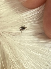 Ixodidae