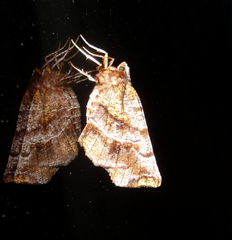 Selenia alciphearia