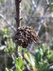 Ceanothus gloriosus exaltatus