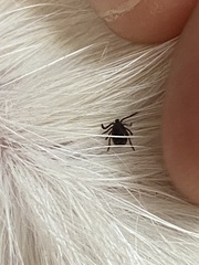 Ixodidae