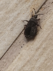 Brachyrhynchus membranaceus